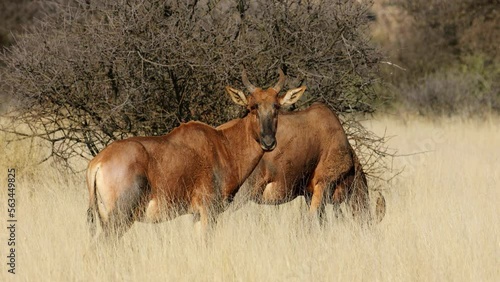 Tsessebe antelopes (Damaliscus lunatus) standing in grassland, Mokala National park, South Africa