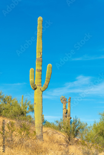 Tall native saguaro cactus in the sonora desert in Arizona with natural foliage and shrubs on side of hill