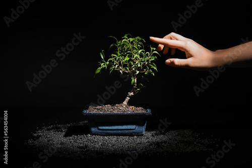 Woman with bonsai tree on b...