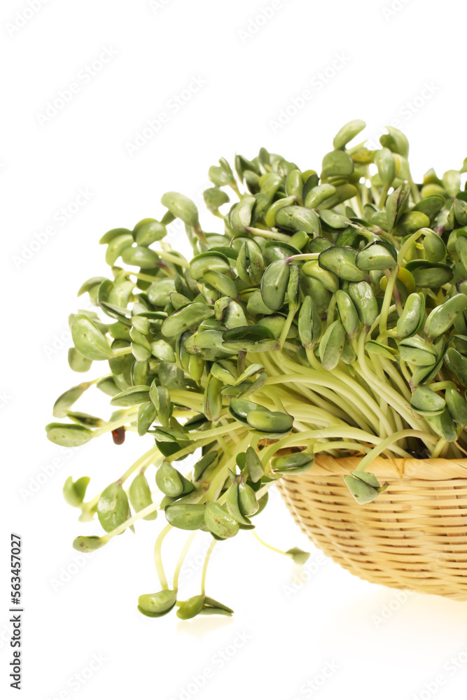Black bean sprouts on white background Black bean sprouts on white background