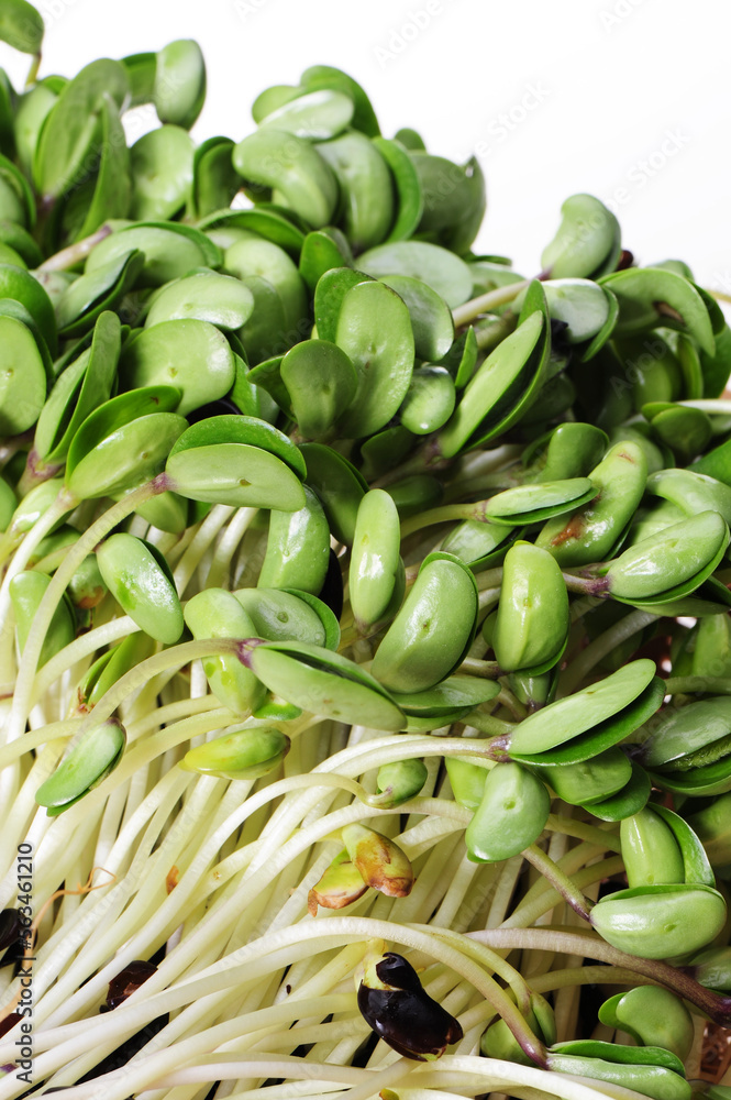 Black bean sprouts on white background Black bean sprouts on white background