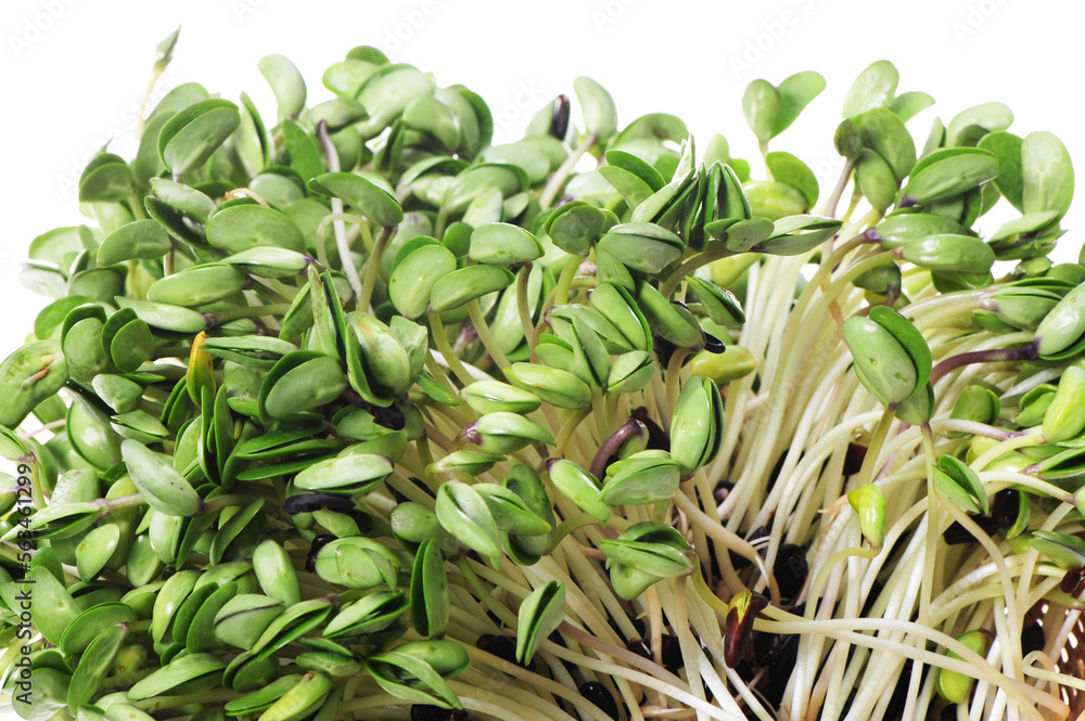 Fototapeta premium Black bean sprouts on white background