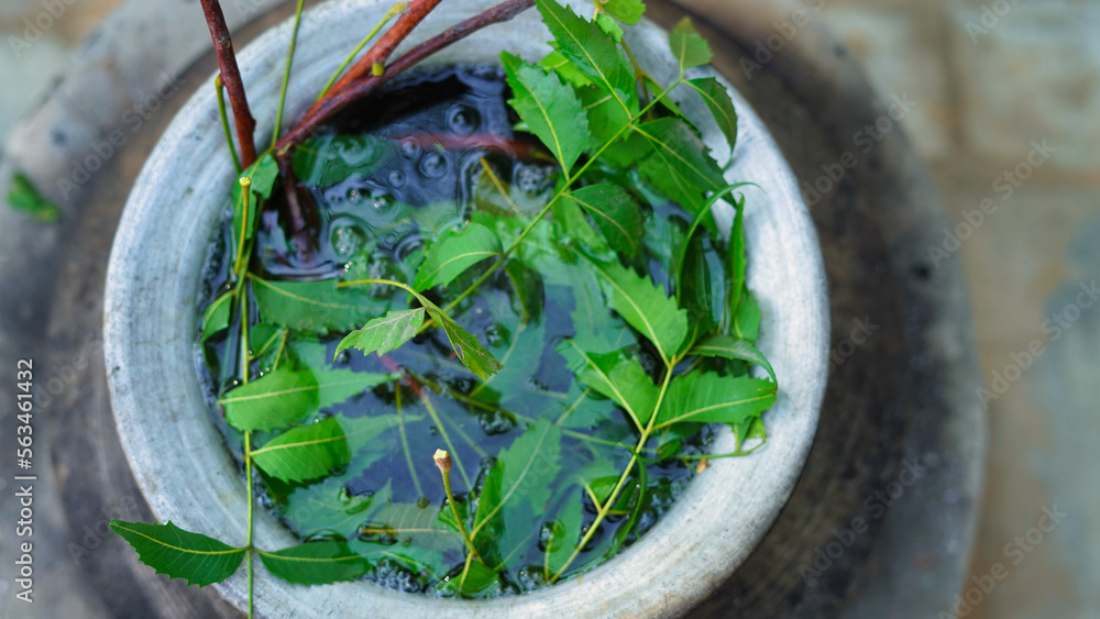 Green Neem leaves known as Azadirachta indica boiled in water on chulha