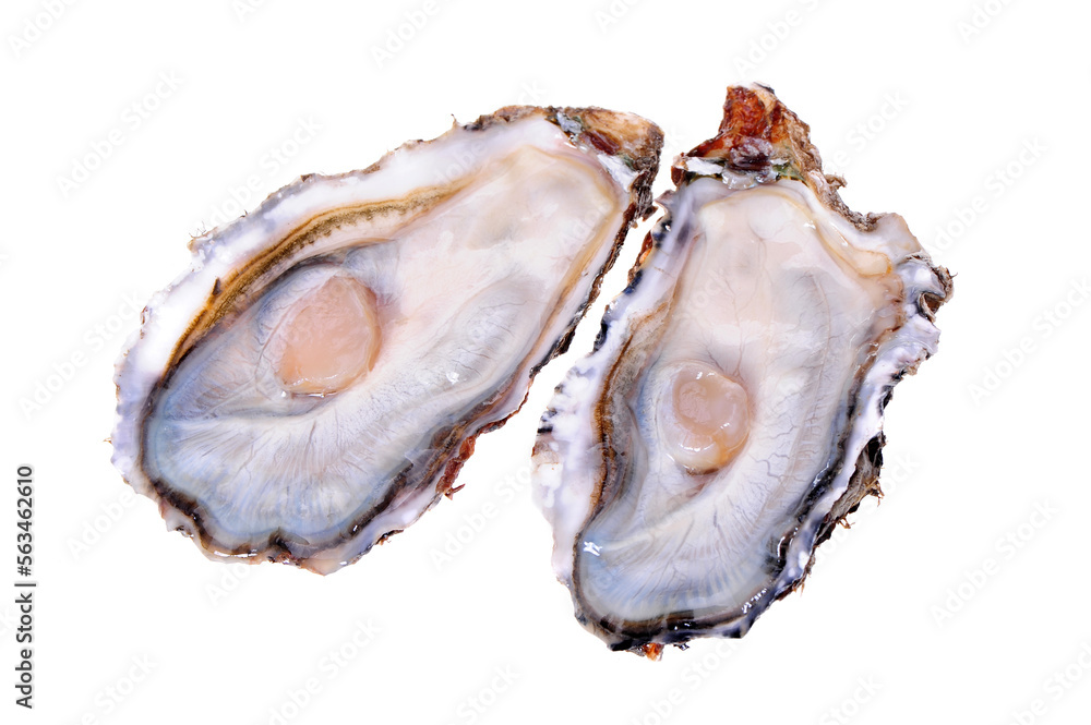Fresh opened oyster on white background Fresh opened oyster on white background