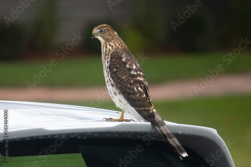 hawk on a car