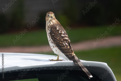 Hawk on a car