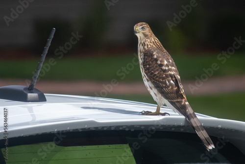 Hawk on a car