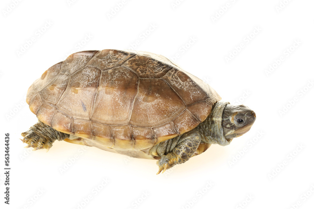 Naklejka premium turtle isolated on white background