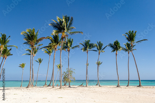 Palmeras en la Playa Juanillo  Punta Cana - Rep  blica Dominicana