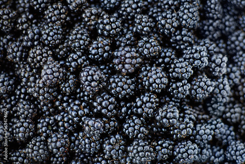 Freshly picked blackberries