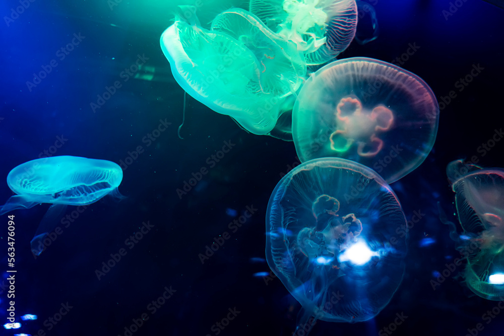 Naklejka premium Closeup of Sea Moon jellyfish translucent blue light color and dark background.