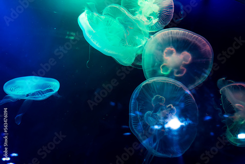 Closeup of Sea Moon jellyfish translucent blue light color and dark background.