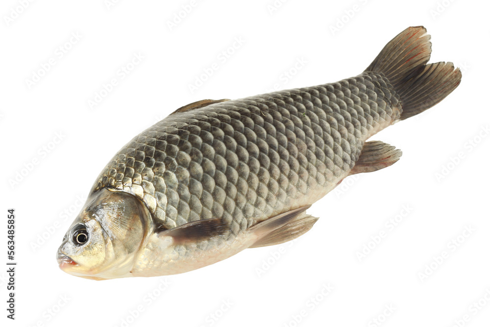 Raw fish carp on white background Raw fish carp on white background