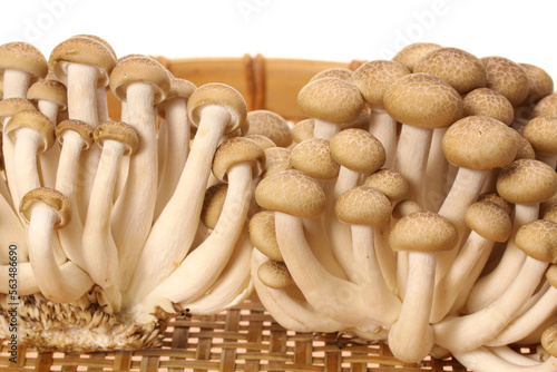 brown beech mushroom on white background 