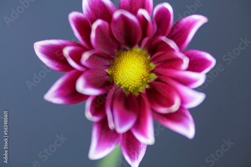 A deep pink Common Daisy  view from front