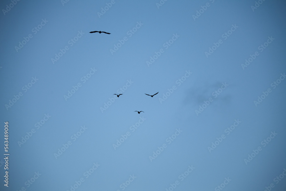 青空を飛ぶ鳥たち