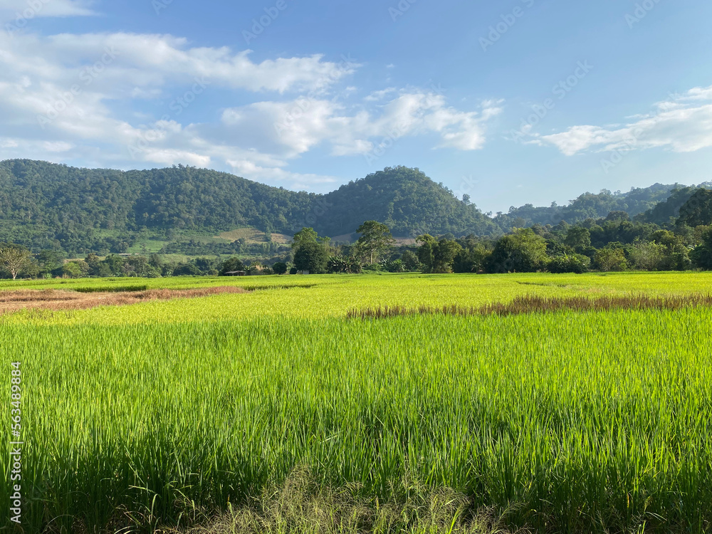 rice field in the mountains