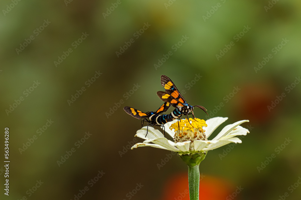 Euchromia is a genus of moths in the subfamily Arctiinae. A couple of Tiger Moth mating on white flower in nature Euchromia is a genus of moths in the subfamily Arctiinae. A couple of Tiger Moth mating on white flower in nature