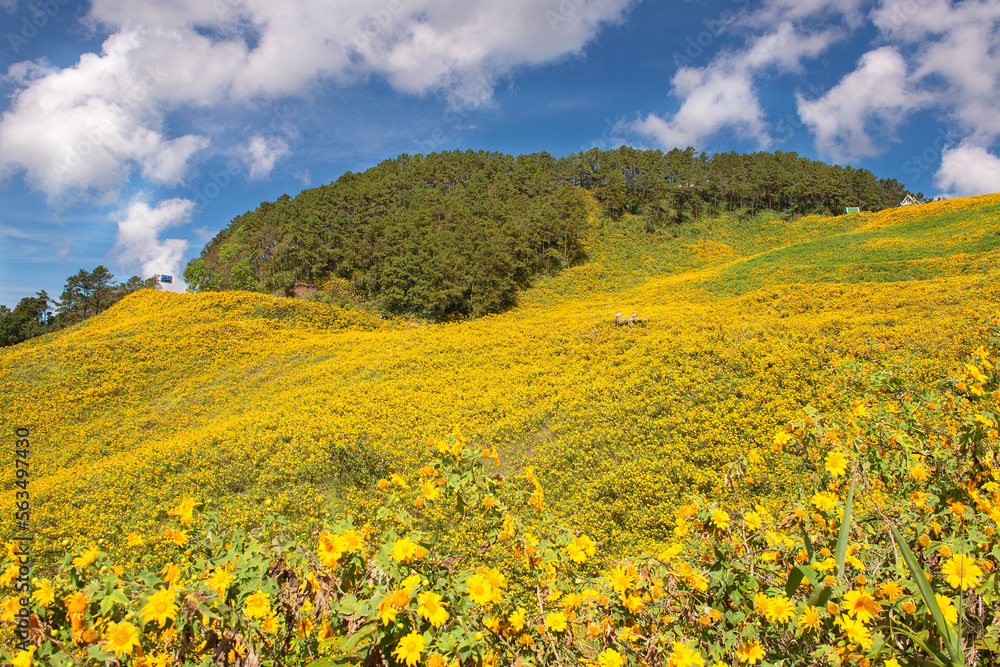 The most stunning mexican sunflower fields are at Doi Mae U Kho, Mae Hong Son, Thailand The most stunning mexican sunflower fields are at Doi Mae U Kho, Mae Hong Son, Thailand