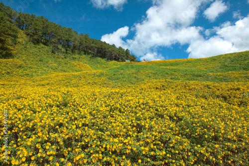 The most stunning mexican sunflower fields are at Doi Mae U Kho, Mae Hong Son, Thailand