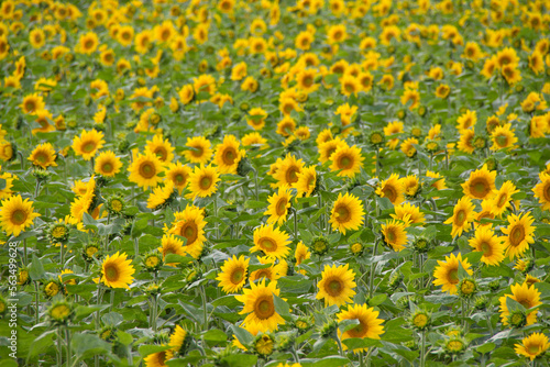 Sunflower field in full bloom