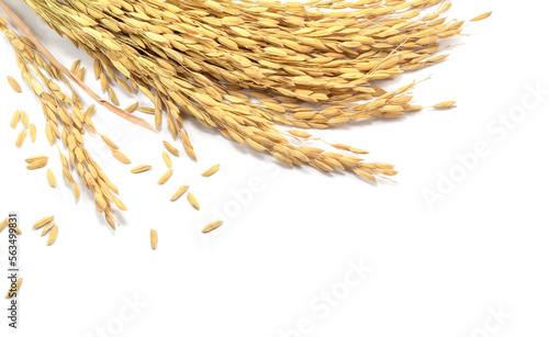 paddy rice isolated on white background, Ears of Jasmine rice with copy space, paddy seeds.