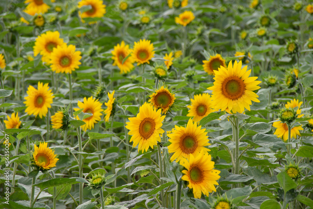 Sunflower field in full bloom Sunflower field in full bloom