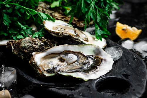 Fresh oysters on a cutting board. 