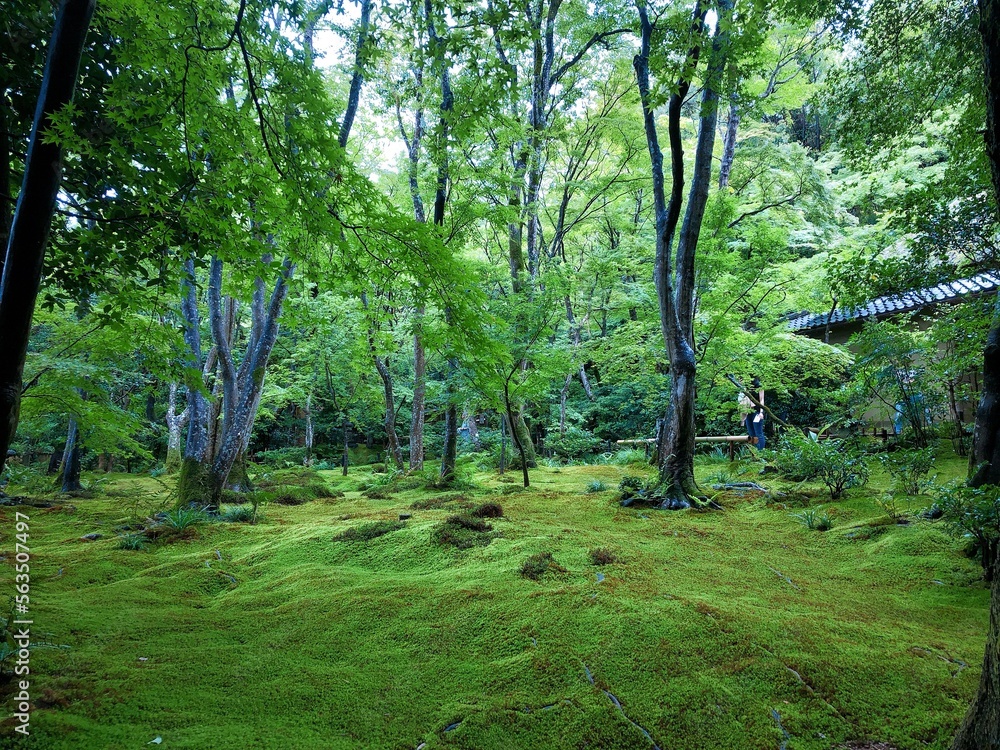 Fototapeta premium [Japan] Mossy garden at Gioji Temple (Sagano, Kyoto city)