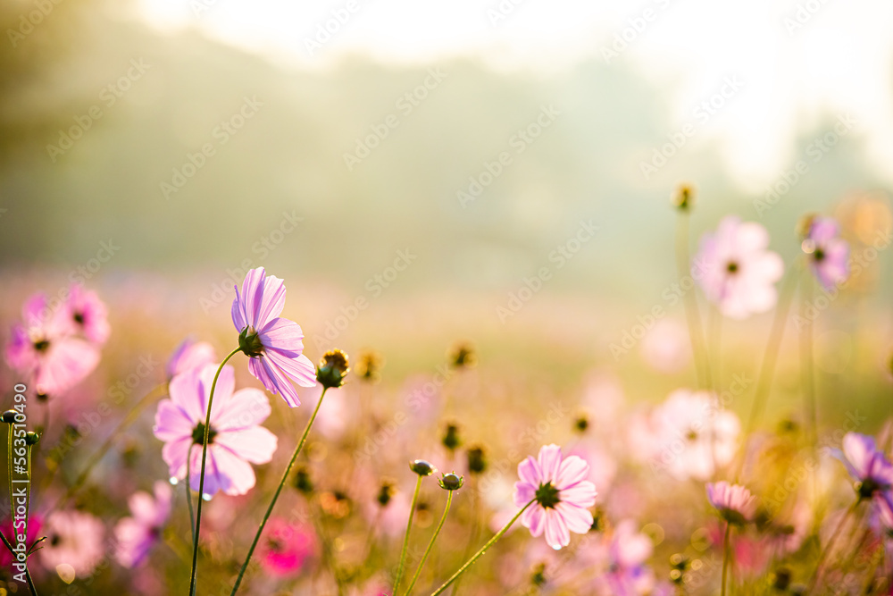 Beautiful cosmos flowers in the garden, outdoor Chiangmai Thailand Beautiful cosmos flowers in the garden, outdoor Chiangmai Thailand