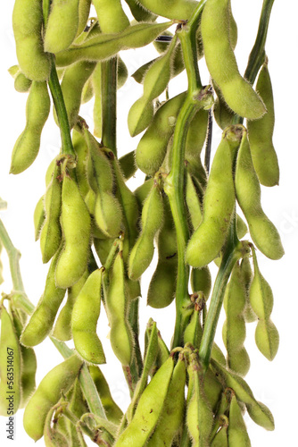 Fresh harvested soybean (edamame) plant isolated on white background photo