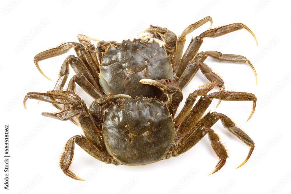 Crab on white background