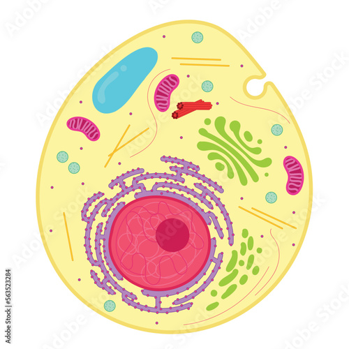 An animal cell is a type of eukaryotic cell. photo