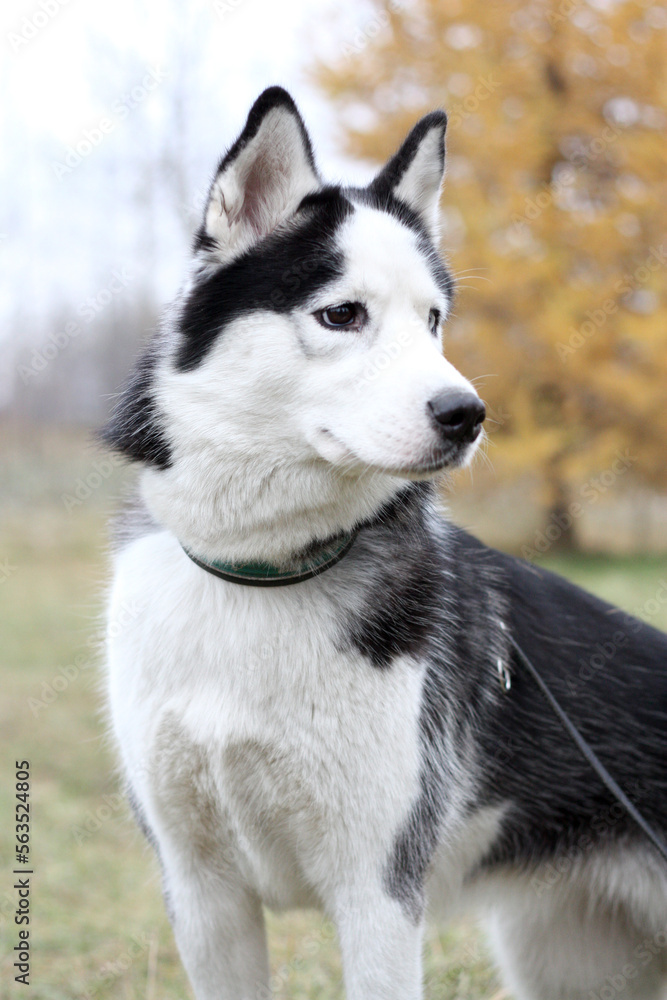 Husky dog walks in the forest.