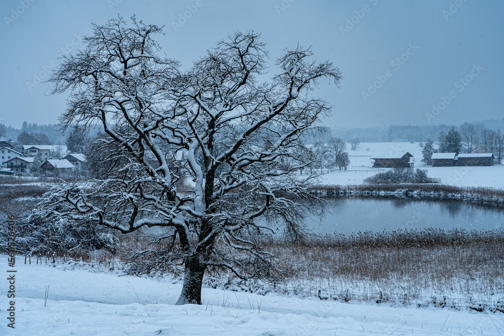 Osterseen im Winter: verschneiter Baum Osterseen im Winter: verschneiter Baum