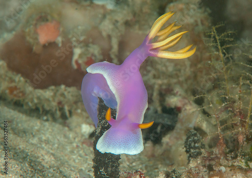 Colorful  purple nudibranch 
 crawls on  hard-coral photo