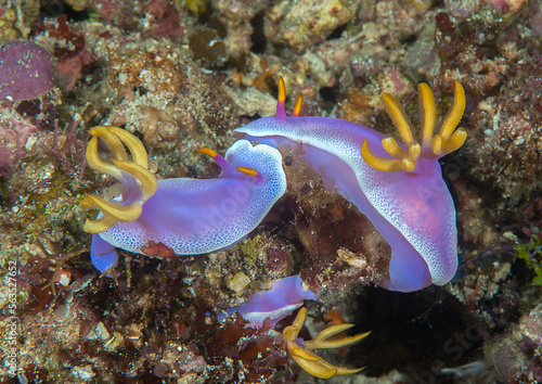 Three  colorful purple  nudibranch in group sex on hard-coral