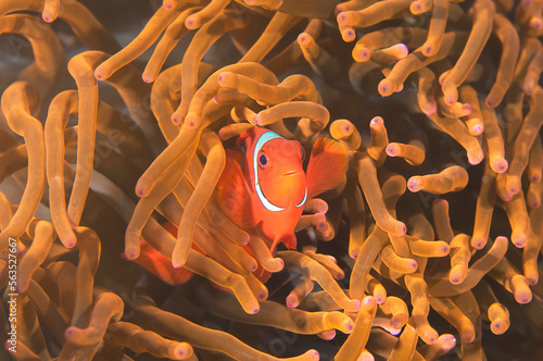 Spinecheek Anemonefish or Maroon Clownfish among tentacles of an anemone on Bali photo