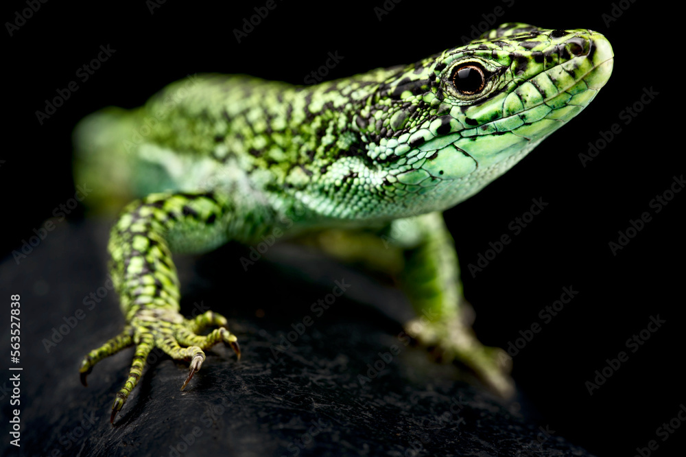 Naklejka premium Castillian Rock Lizard Iberolacerta cyreni castilliana