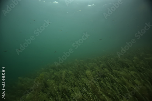 Wallpaper Mural underwater landscape green algae background abstract water Torontodigital.ca