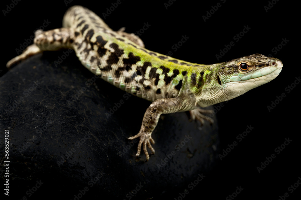 Fototapeta premium North Italian wall lizard (Podarcis siculus campestris)