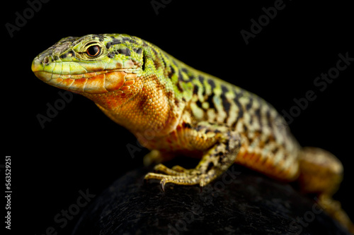 Northern Italian Wall Lizard (Podarcis siculus campestris)