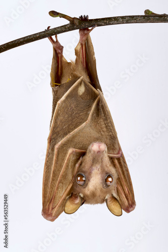Peters's dwarf epauletted fruit bat (Micropteropus pusillus) photo