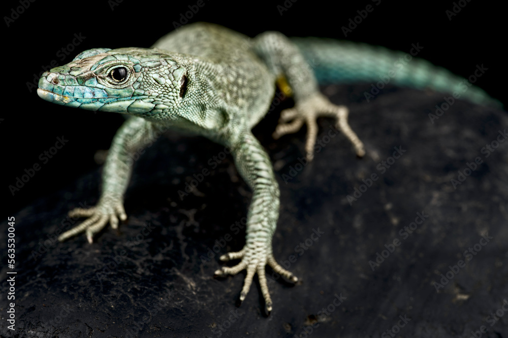 Sharp-snouted rock lizard (Dalmatolacerta oxycephala) Sharp-snouted rock lizard (Dalmatolacerta oxycephala)
