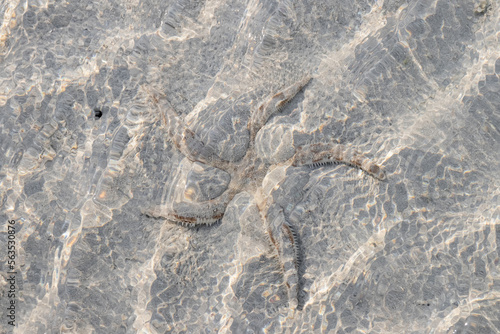 Starfish on the beach during low tide at Koh Kradan in Trang, Thailand. 