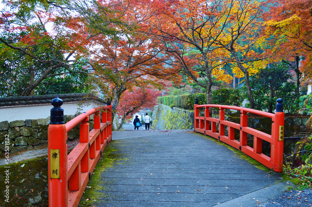 京都市左京区大原の里 末明橋の紅葉