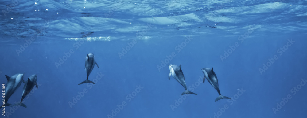 Obraz premium dolphins underwater photo, sea water wildlife