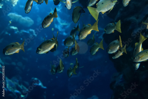 small fish on a coral reef underwater wildlife © kichigin19