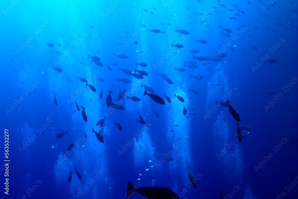Fototapeta premium flock of fish diving bubbles blue background abstract nature