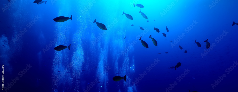 Obraz premium flock of fish diving bubbles blue background abstract nature